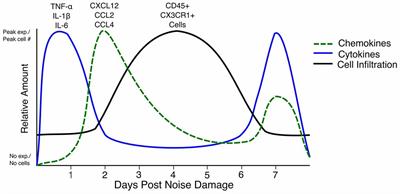 The Contribution of Immune Infiltrates to Ototoxicity and Cochlear Hair Cell Loss